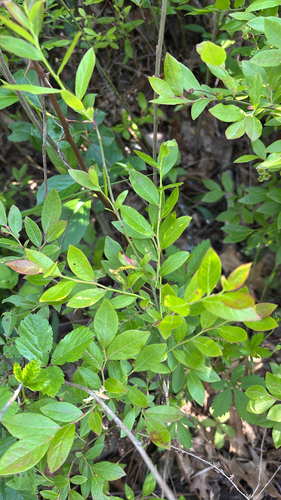 iNaturalist observation photo of lowbush blueberry