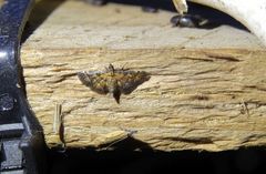 Metasia polytima