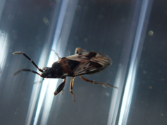 Scolopostethus affinis