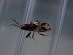 Scolopostethus affinis