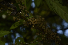 Oreocnide integrifolia