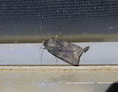 Agrotis interjectionis