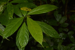 Oreocnide integrifolia