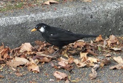 Turdus merula merula