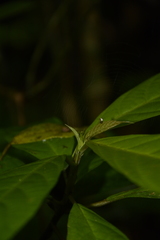 Oreocnide integrifolia