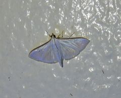 Stemorrhages amphitritalis