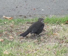 Turdus merula merula