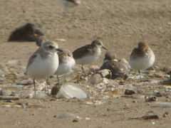 Charadrius mongolus