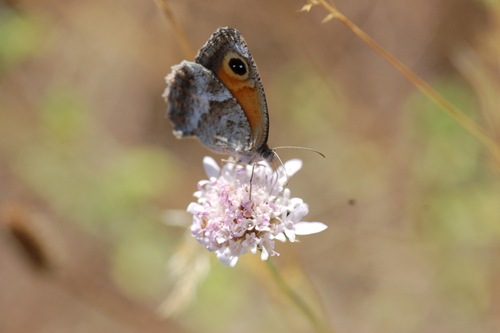 Southern Gatekeeper, Garrigues, Marguerittes, France, photo 6 of 10