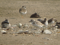 Charadrius mongolus