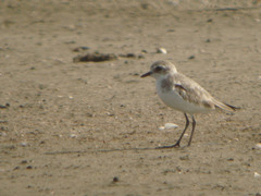 Charadrius mongolus