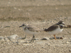 Charadrius mongolus