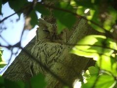 Otus brucei