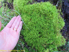 Hymenoloma crispulum