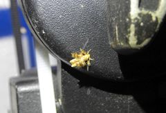 Zatrichodes horrifica