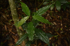 Croton zeylanicus