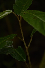 Croton zeylanicus