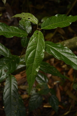 Croton zeylanicus