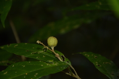 Croton zeylanicus
