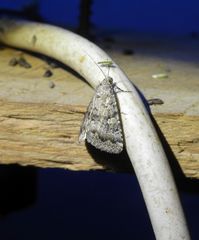 Amyna spilonota