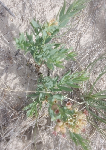 bastard toadflax