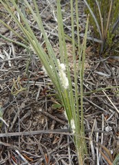 Lomandra leucocephala