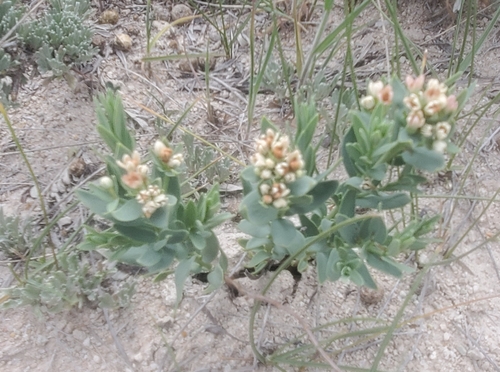 Linaria bastarda