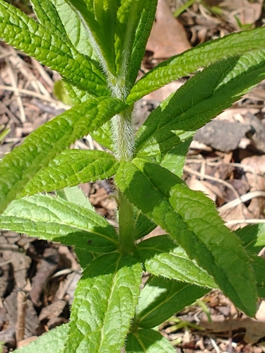 Veronicastrum virginicum