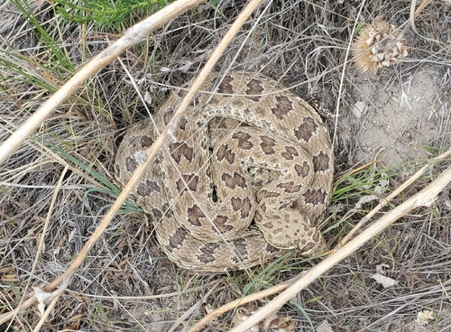 Prairie Rattlesnake