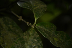 Microtropis wallichiana