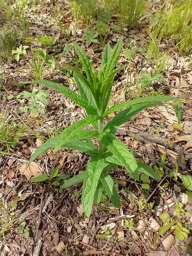 Veronicastrum virginicum