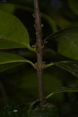 Microtropis wallichiana