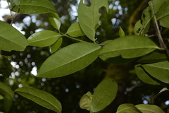 Microtropis wallichiana