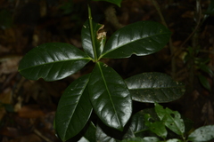 Microtropis wallichiana