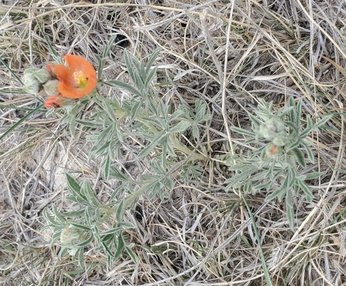 Scarlet Globemallow