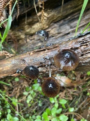 Mycena kuurkacea