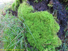 Hymenoloma crispulum