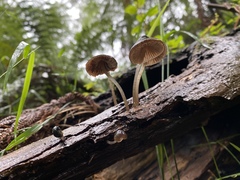 Mycena kuurkacea