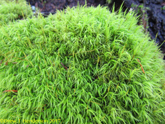 Hymenoloma crispulum