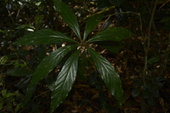 Actinodaphne bourdillonii