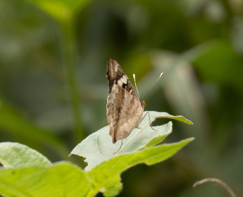 Blue-spot Pansy