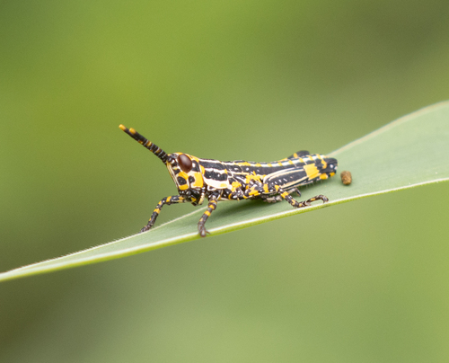 Variegated grasshopper