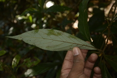 Actinodaphne bourdillonii