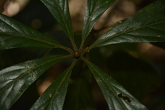 Actinodaphne bourdillonii