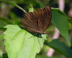 Junonia iphita iphita