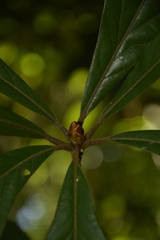 Actinodaphne bourdillonii