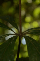 Actinodaphne bourdillonii