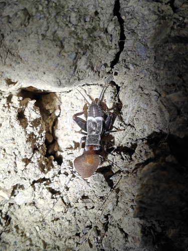 Sciobia lusitanica