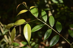 Syzygium gardneri