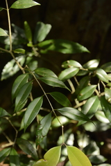 Syzygium gardneri